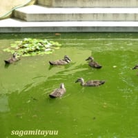「相武台GP」の雨水池では「カルガモ」の雛が大きく成長す！！