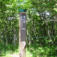 池の平で花探し