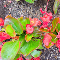 いつまでも続けたいものな～に