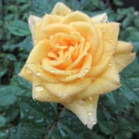 家の花達