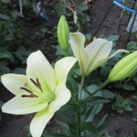 ７月の庭（３）別の百合も開花