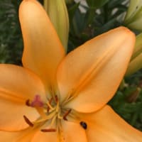 梅雨に負けない☆5分で幸せになるお茶習慣