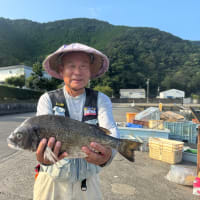 9月7日　イカダ釣り釣果
