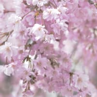 桜photo