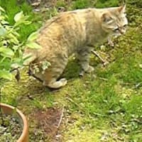 今朝の親野良猫