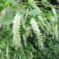 裏庭のその後と表花壇の様子