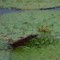カエルくんの楽園案内🐸