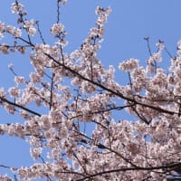 桜満開～～～ブログ引っ越します