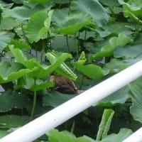 カルガモ親子4日目　まだここにいる