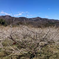 秋間梅林