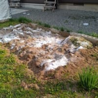 今年の半坪農園はじめました。
