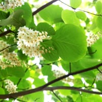 風薫る季節を楽しむ　ーハクウンボクの花ー