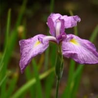 2025.6.12　本土寺の紫陽花