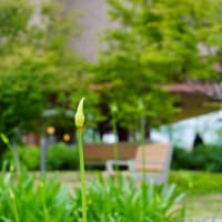 ●図書館に咲いていた花　ビヨウヤナギ　サルビア　トキワヤマボウシ　キンシバイ　アガパンサスの蕾　ブルーデージー　ブルーデージー