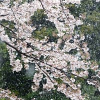 春の桜雪