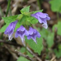 上高地　梓川右岸で出会った植物　７