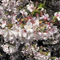 晴れた朝の川桜・鉢の花達も勢い良し❀