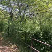 春日山作業