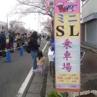 薄曇りの中、桜を見に行ってきました