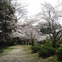 石神神宮と石上神宮外苑の桜