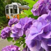 渥美線と紫陽花、其の七