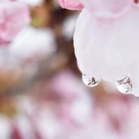 ４、花を撮る～ミクロの世界を楽しむ～