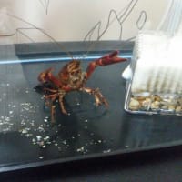 お世話頑張ります。