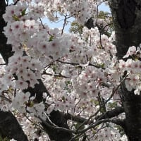 0405さくらさくさくら