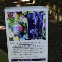 ９／１　千歳神社　花手水