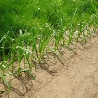 家庭菜園 2025 （２） ニンニク 