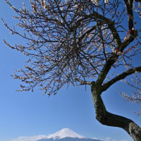 トミーの写真散歩！