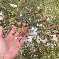 諏訪神社の清掃活動 お花(桜)はそろそろ終わり お掃除は萼(がく)が落ちた後にでも 2024年04月10日