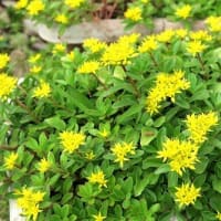 「キリン草」も最盛期。
