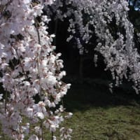 満開！波佐見の枝垂れ桜
