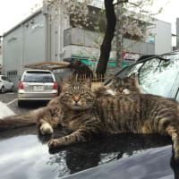 近づく春…猫と乗り物。