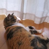 「猫デリバリー」