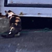 夕ウォーキングの風景。令和7年7月14日。石屋ネコのエサを半黒三毛似が食べるww