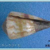 ヤナギシボリイモ