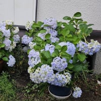 我が家の紫陽花
