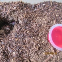 カブトムシが孵化