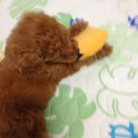 初めての写真