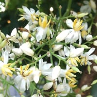 南天の花が咲きました