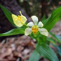 晩春の花と今ならではの出会い