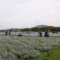海の中道海浜公園（福岡市）は広大で花も美しくとてもオススメ！
