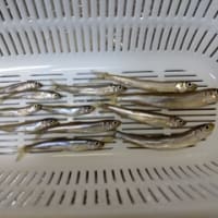 ワカサギ釣りリベンジ釣行のリベンジですが・・・