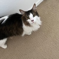 家族が増えました