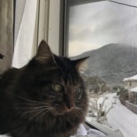 初めて雪を見る