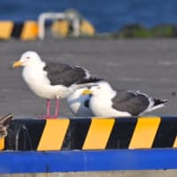 北海道で出会った鳥たち❺‼️     2025.6.11〜6.13   撮影