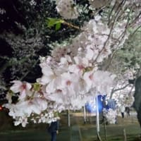 ４月１３日　夜桜