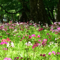 日光中禅寺湖 千手ヶ浜 クリンソウ